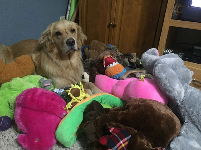 Therapy Dog brings different toy to bed each day (1)