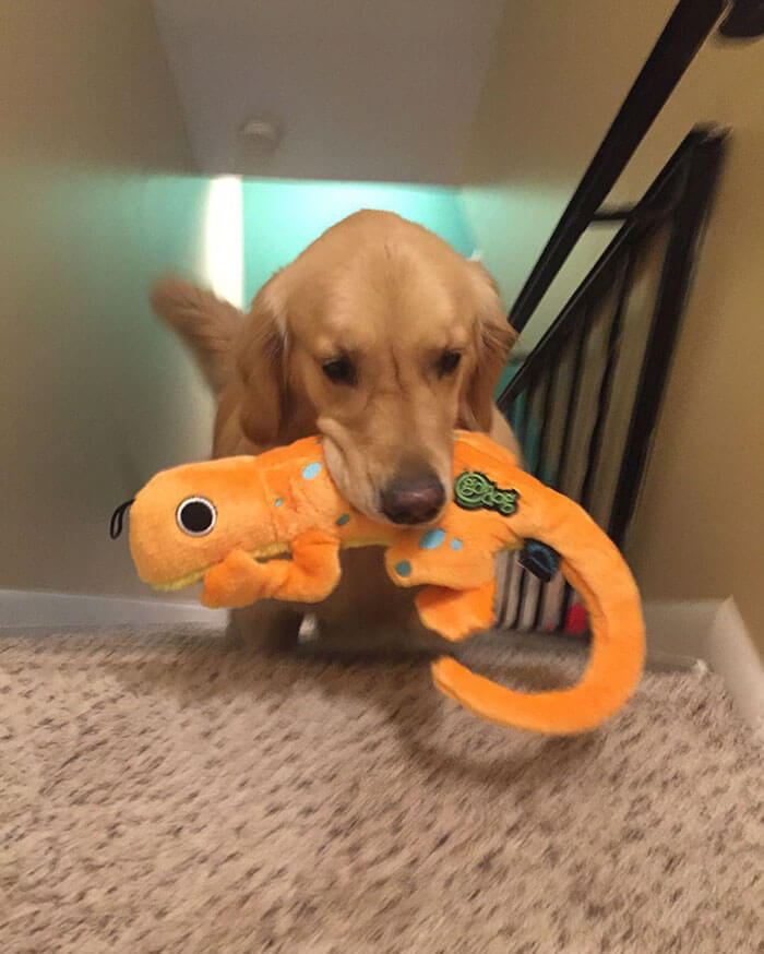 Therapy Dog brings different toy to bed each day 10 (1)