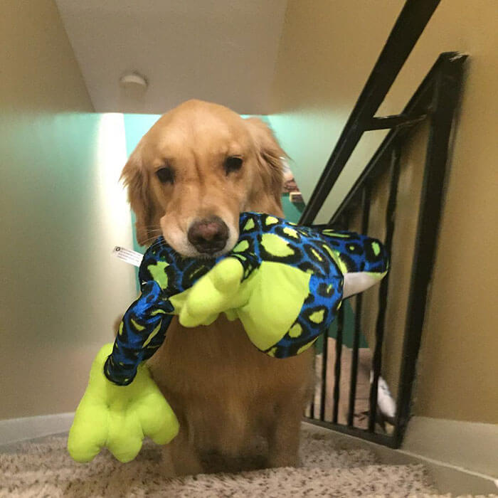 Therapy Dog brings different toy to bed each day 12 (1)