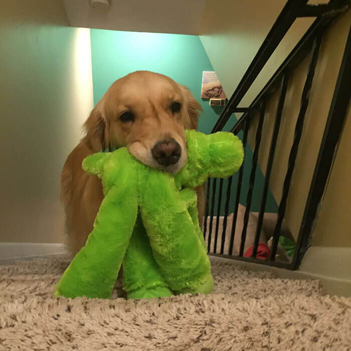 Therapy Dog brings different toy to bed each day 14 (1)