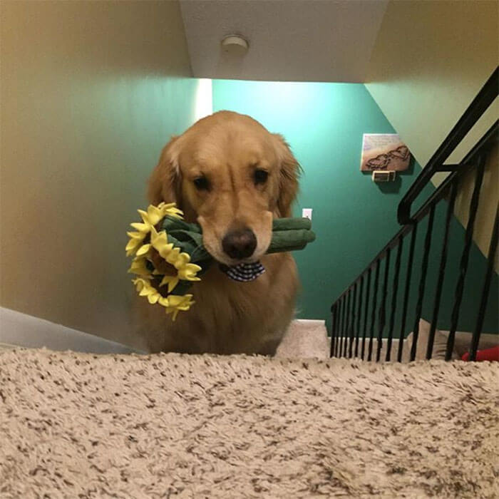 Therapy Dog brings different toy to bed each day 2 (1)