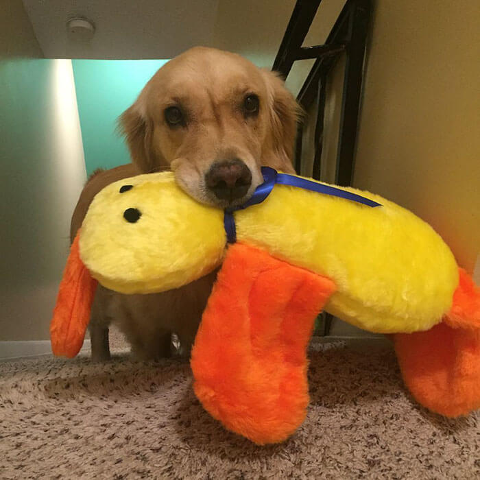 Therapy Dog brings different toy to bed each day 3 (1)