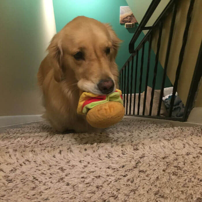 Therapy Dog brings different toy to bed each day 4 (1)