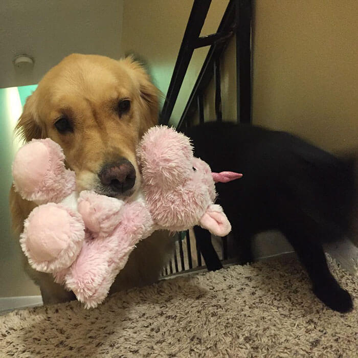 Therapy Dog brings different toy to bed each day 6 (1)