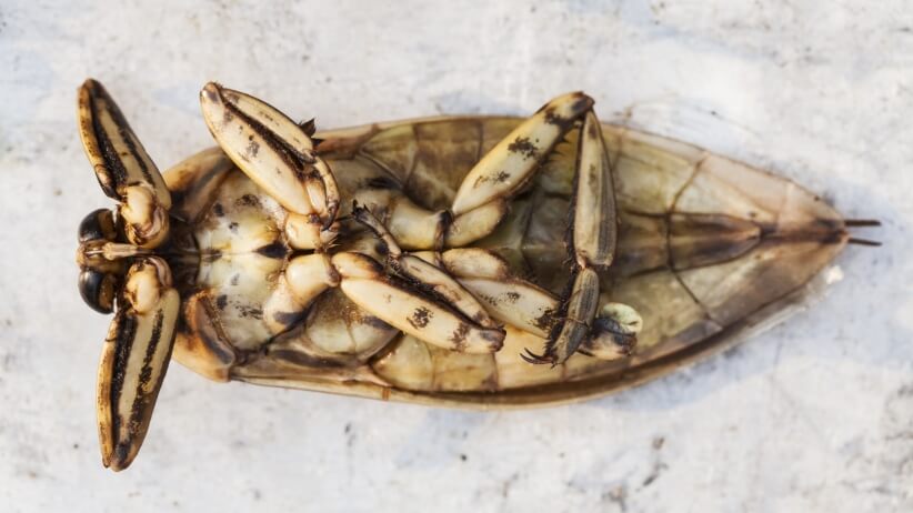 incredible pictures - a bug lying on it's back chillin