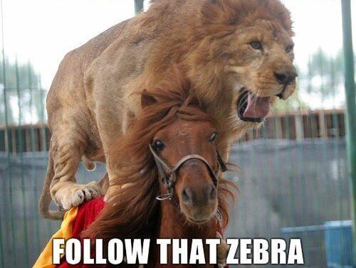 epic pictures - lion riding a horse chasing a zebra