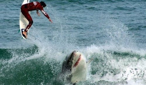 amazing pictures - shark waiting for surfer to fall