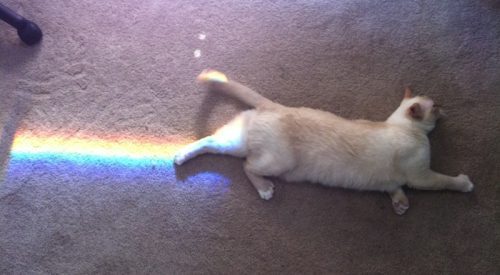 awesomeness pictures - cat farting rainbow