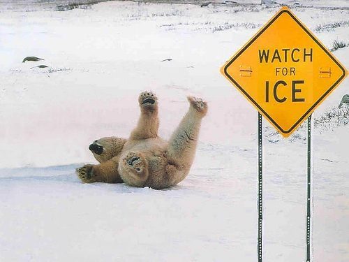 awesome photos - bear sliding on ice 