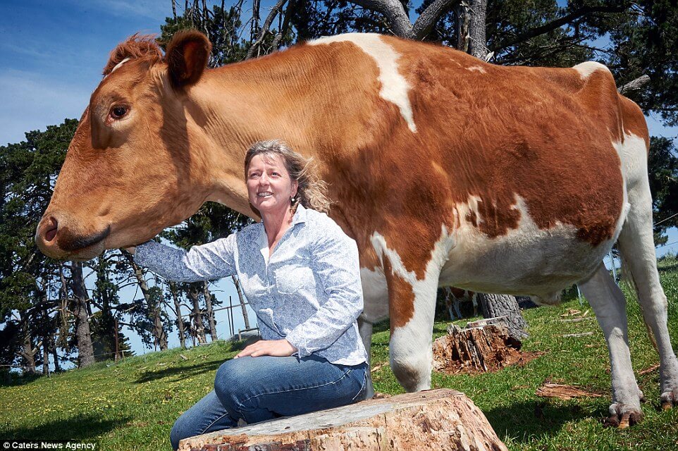 holy-cow-is-big-moo-the-biggest-cow-in-the-world-this-bovine-behemoth