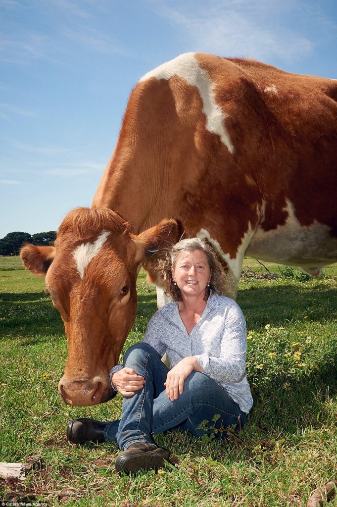 Holy Cow! Is Big Moo The Biggest Cow In The World? This Bovine Behemoth ...