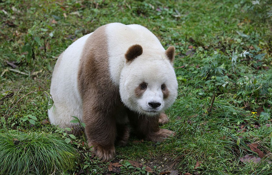 brown panda 2 (1)