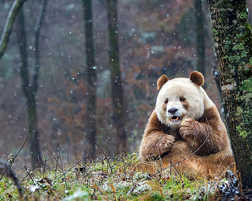 brown panda 4 (1)