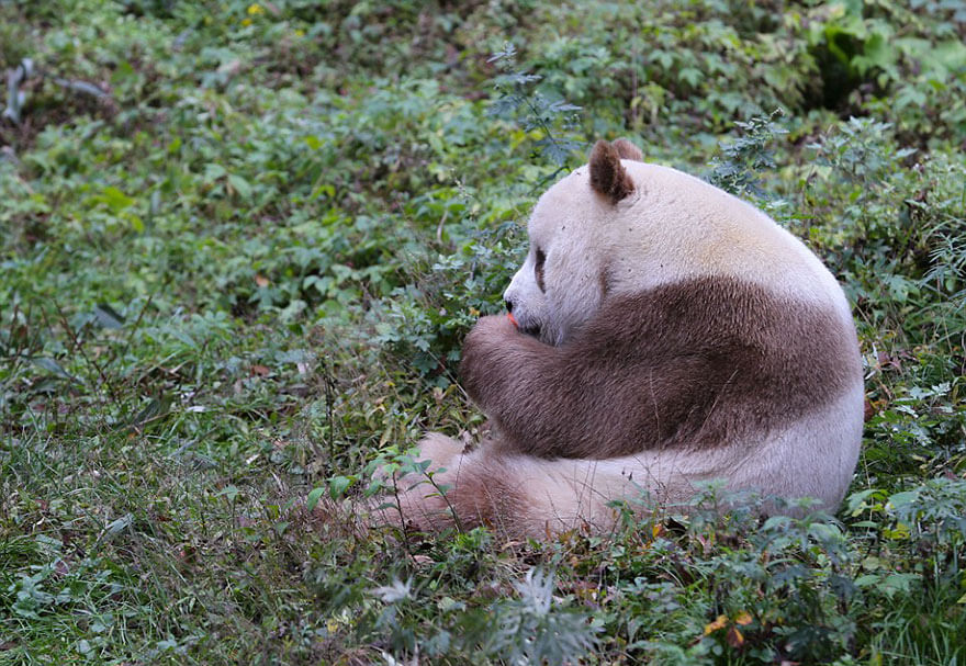 brown panda 7 (1)