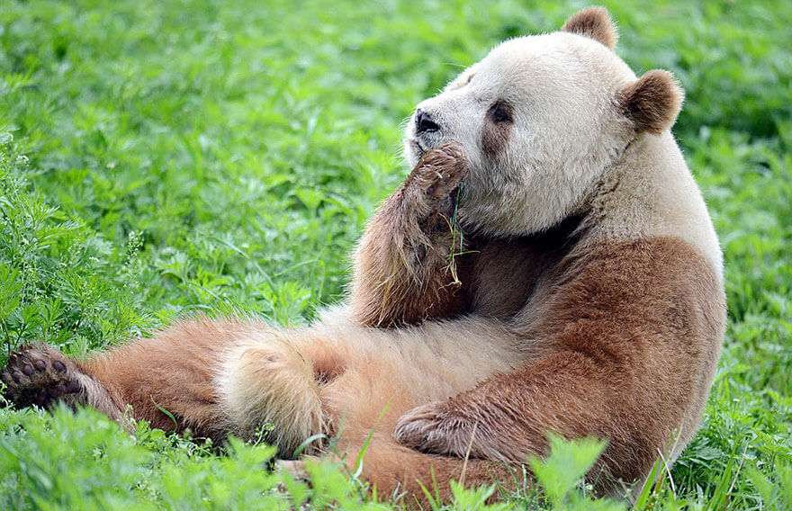 World's Only Brown Panda Finds Happiness After Being Abandoned At ...