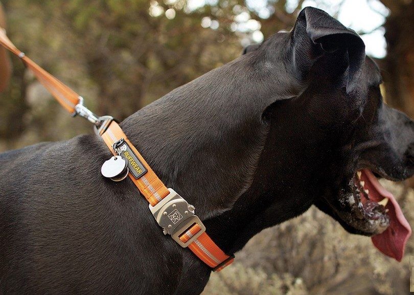 Best collar for outlet long haired dogs