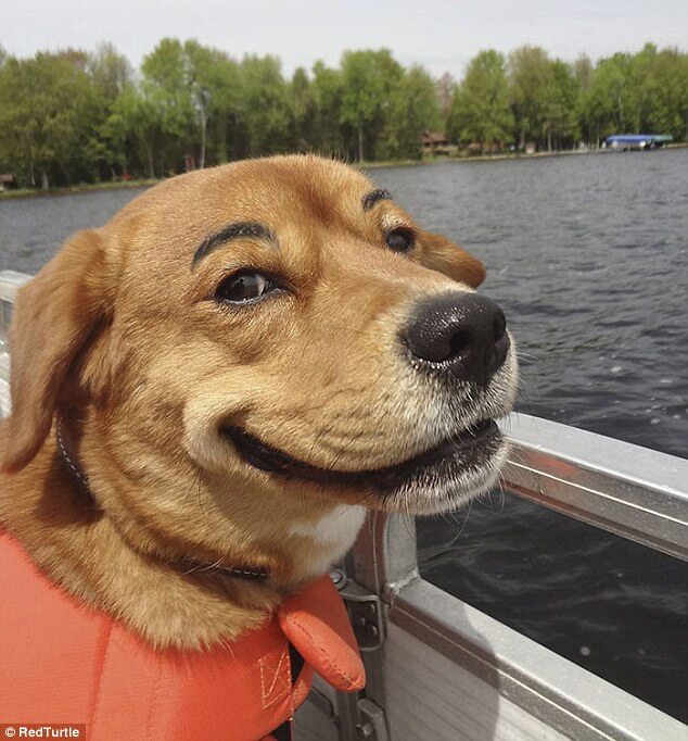 dogs with eyebrows (1)