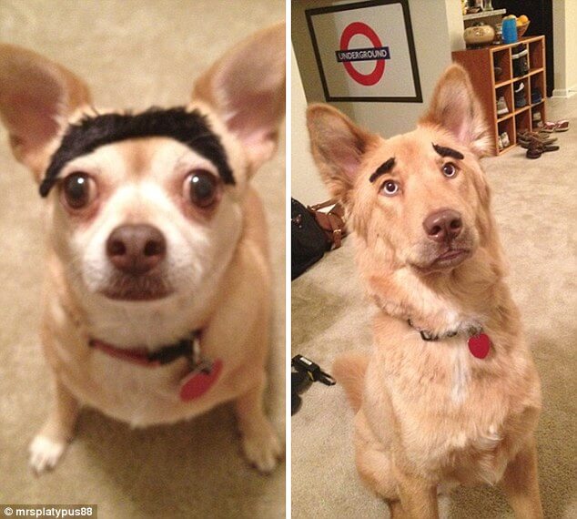 pets with eyebrows 10 (1)