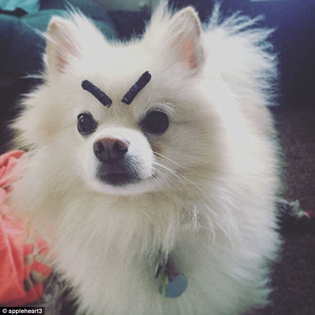 20 Hilarious Photos Of Dogs With Eyebrows That Will Make You Howl With