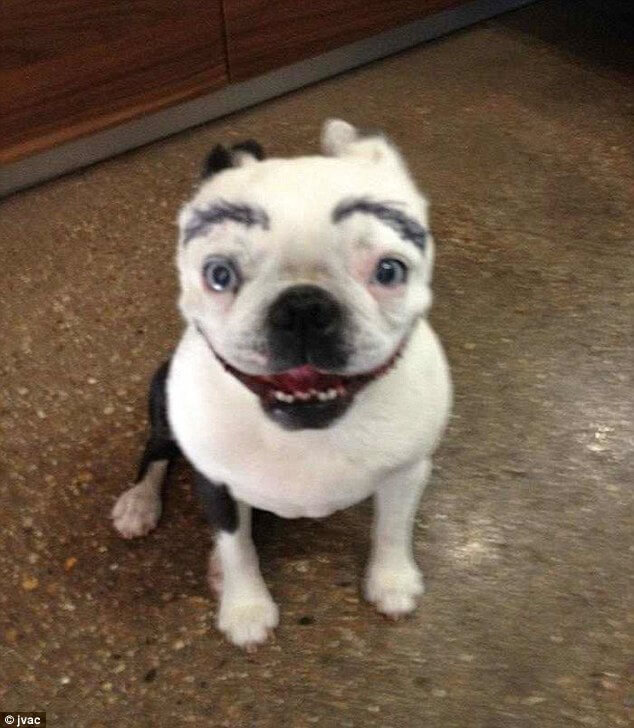 pooches with eyebrows 15 (1)