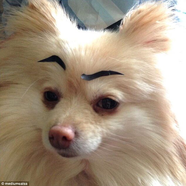 pooches with eyebrows 16 (1)