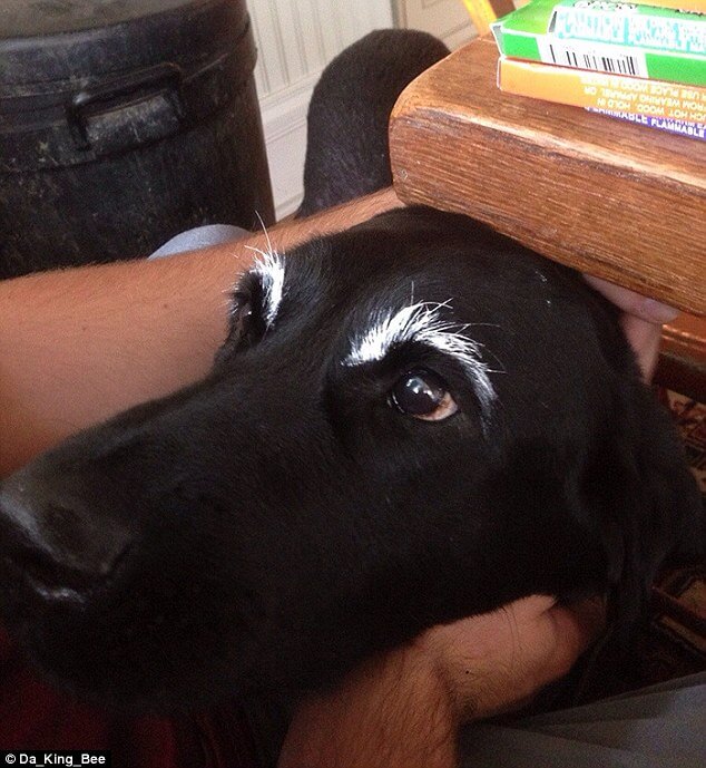 pooches with eyebrows 17 (1)
