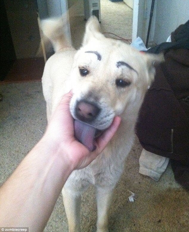 pooches with eyebrows 18 (1)