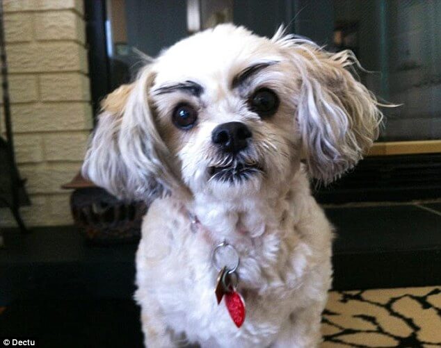 dogs with eyebrows 19 (1)