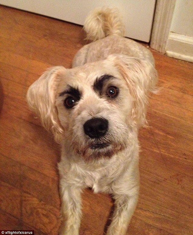 dogs with eyebrows 2 (1)