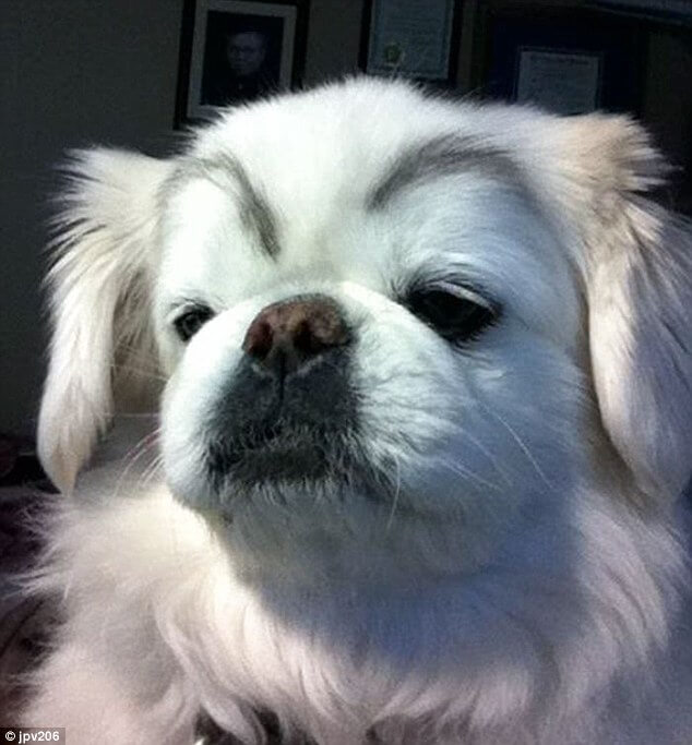 dogs with eyebrows 20 (1)