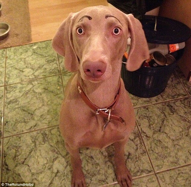 dogs with eyebrows 3 (1)