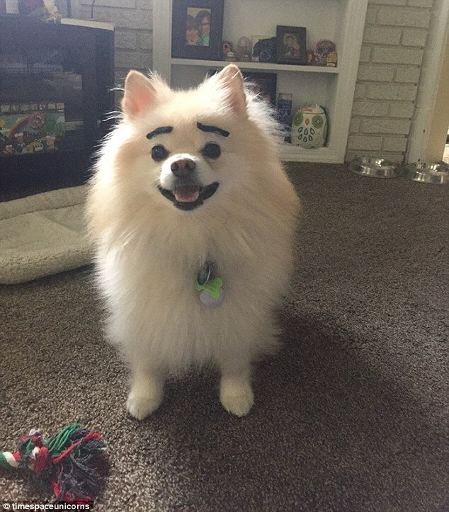 dogs with eyebrows 4 (1)