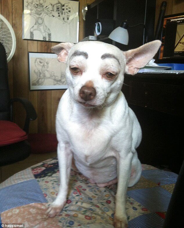 dogs with eyebrows 6 (1)