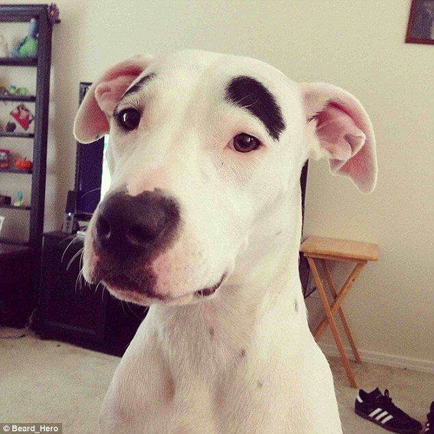 dogs with eyebrows 7 (1)