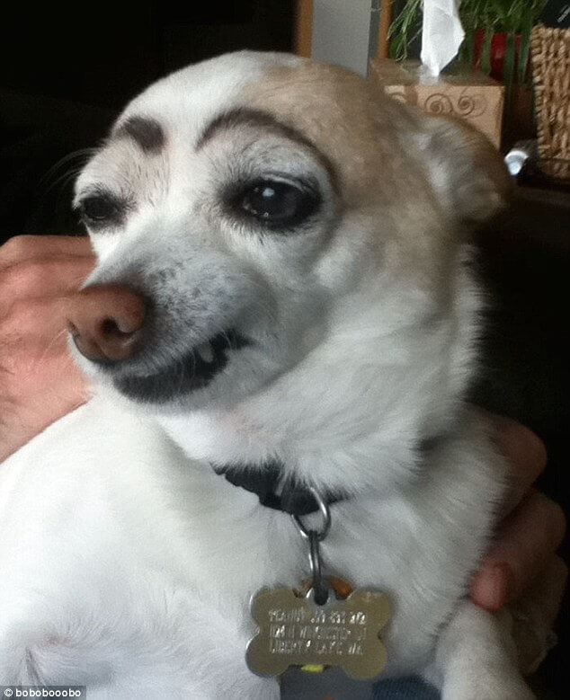 pets with eyebrows 8 (1)