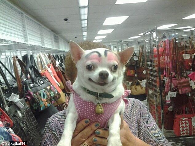 pets with eyebrows 9 (1)