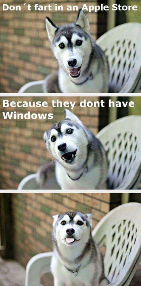 Husky dog making funny faces 