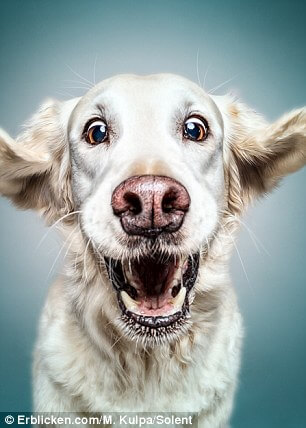 Manuela Kulpa Created These Happy Dogs Pictures That Will Definitely ...