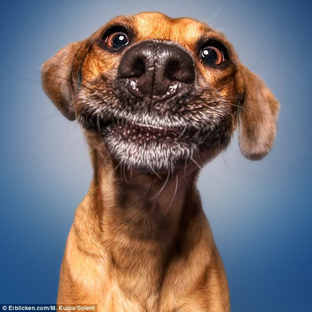 Manuela Kulpa Created These Happy Dogs Pictures That Will Definitely ...