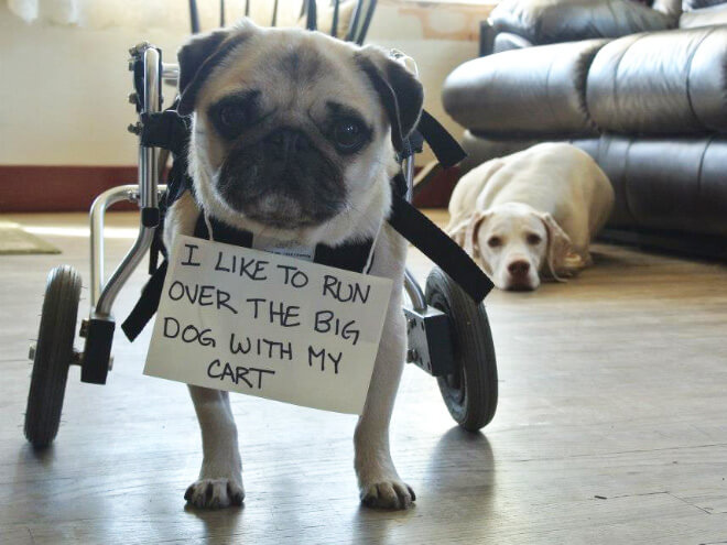 pug guilty 10 (1)