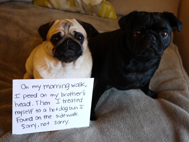 pug guilty 13 (1)