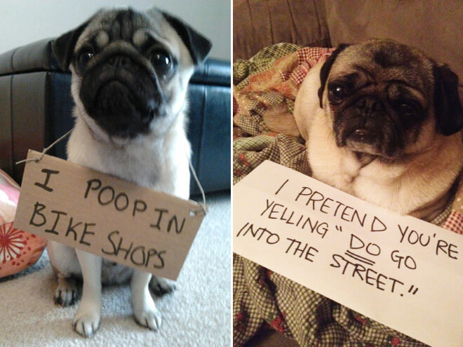 pug guilty 14 (1)