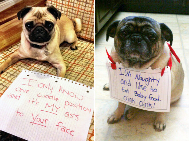 pug shaming 15 (1)