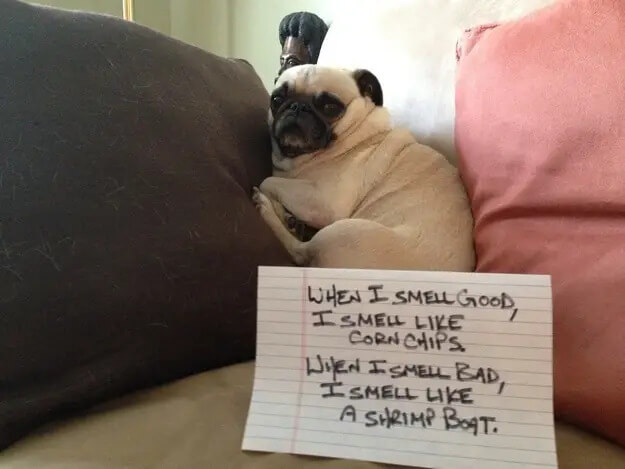 pug-shaming-16 (1)