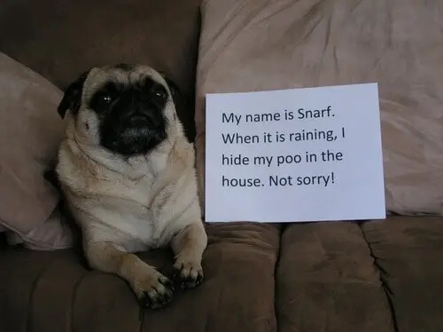 pug-shaming-17 (1)