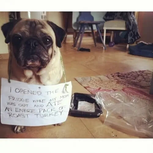 pug-shaming-18 (1)