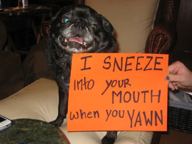 pug-shaming-19 (1)