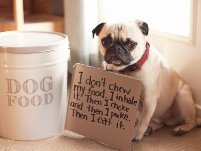 pug shaming 2 (1)