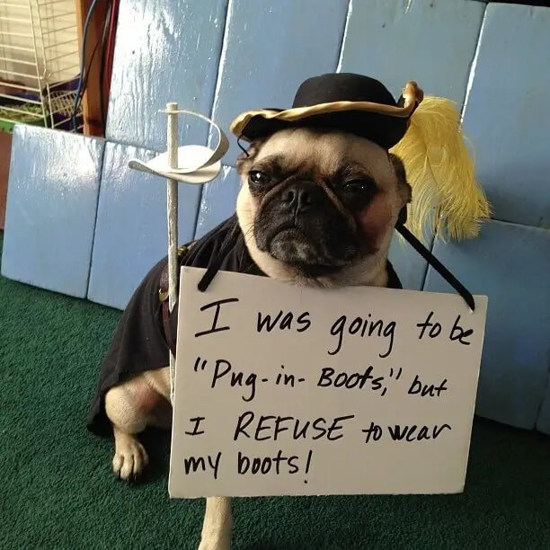 pug-shaming-20 (1)