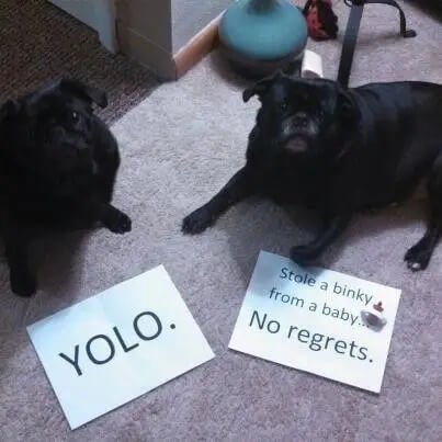 pug-shaming-21 (1)